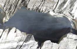 020 - schnell und kraftvoll